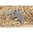 KIDD INNOVATIVE DESIGN AUTO BOLT RELEASE FOR RUGER 10/22 LR